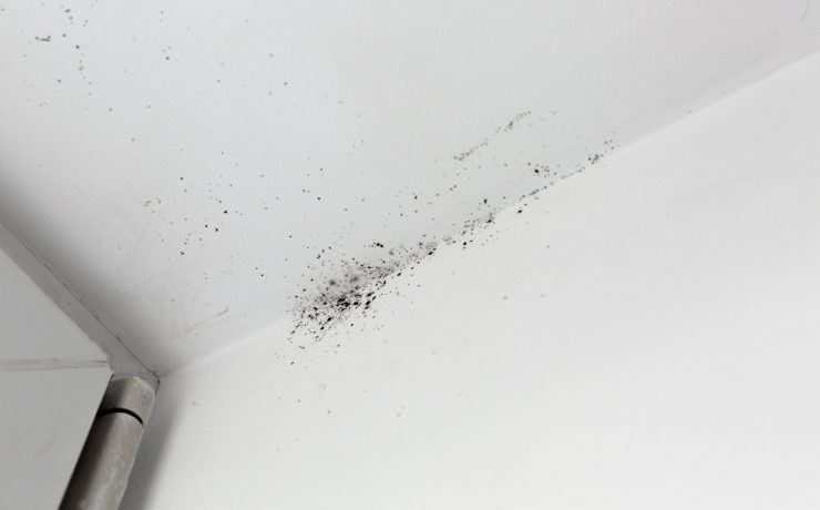 5 fapte surprinzatoare despre alergiile la mucegai/igrasie