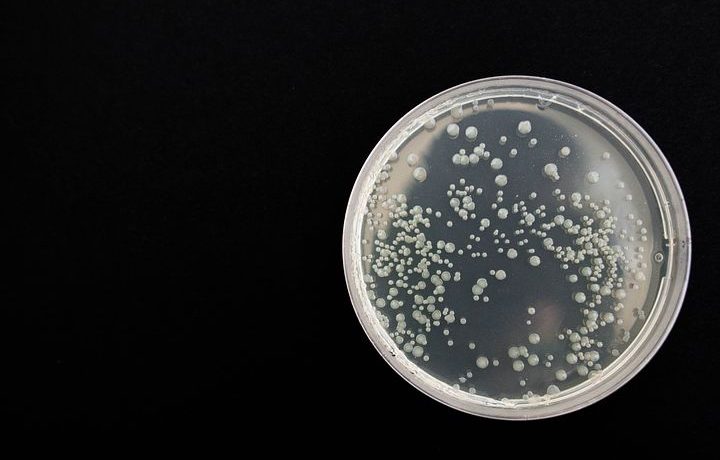 Microbiomul -important pentru prevenirea/tratarea cancerului Microbiomul