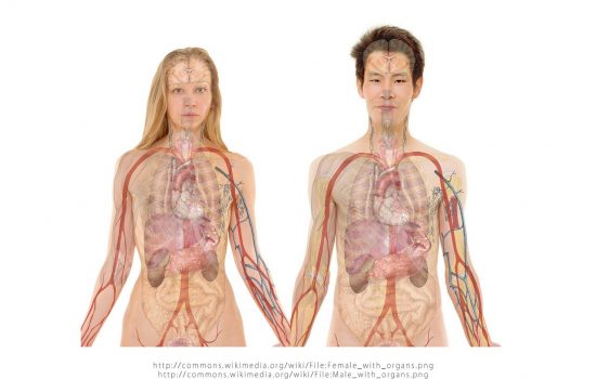 Relatia dintre digestie, afectiunile metabolice si imunitate